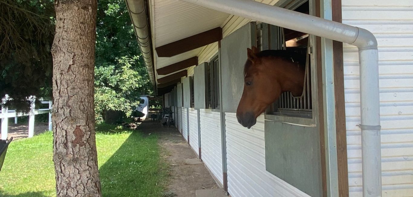 Dressurstall Stiller im März